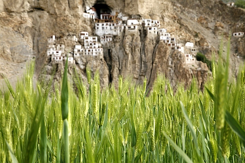 Foto: tibetsk jemen