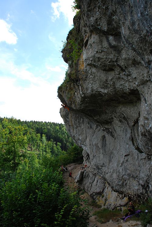 Holzgauer W.